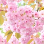 じゅん散歩で紹介の桜のロールケーキ（ランギャール）いつ買える？